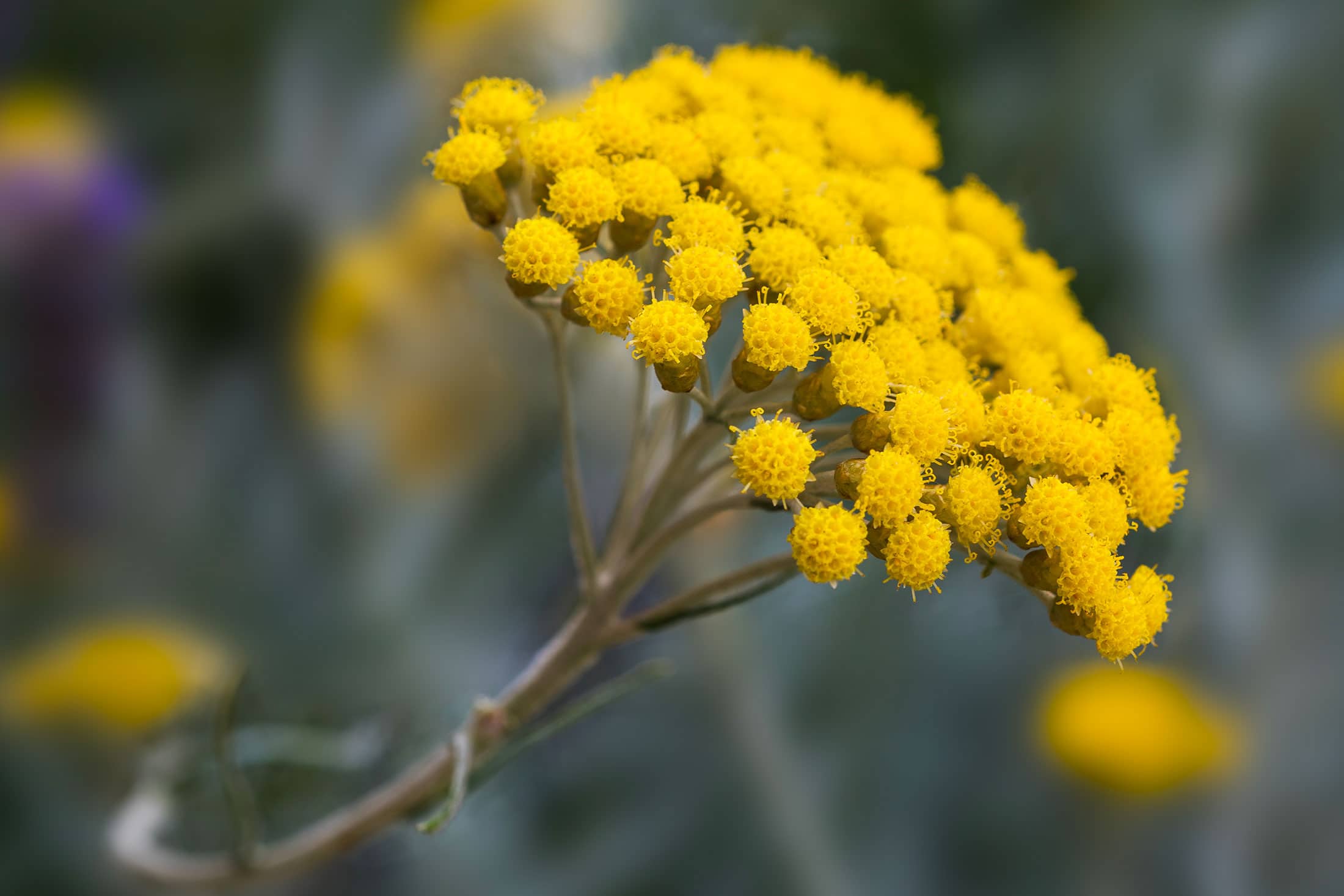 Immortelle de Corse